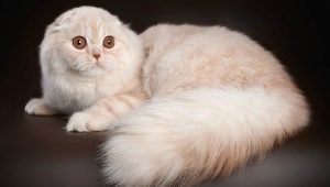 Skotu kaķi ar garām spalvām: satura šķirnes un iezīmes