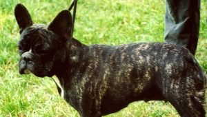 Tiger French Bulldog: how does it look and how to care for it?