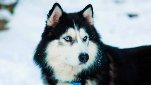 Husky: characteristics, varieties and cultivation