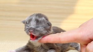 كيف وكيف تطعم قطة صغيرة حديثي الولادة؟