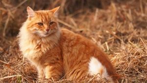 Ką pavadinti katę ir raudonos spalvos katę?