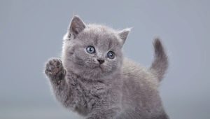 Hoe noem je een grijze kitten: een lijst met namen voor katten en katten