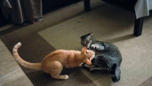 كيفية تكوين صداقات القطط في شقة؟