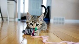 Как да направите играчка за котка със собствените си ръце?