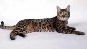 California Shining Cat: rasbeschrijving en verzorgingsregels