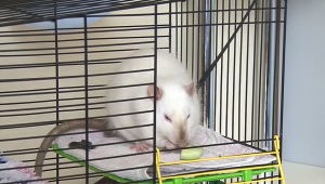 Gaiolas para ratos DIY: opções e instruções passo a passo