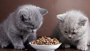 متى وكيف يمكن إعطاء القط الصغير طعامًا جافًا؟