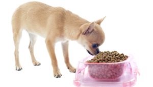 Chihuahua ételek: a gyártók értékelése és jellemzői a választás szerint