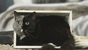 Химерни котки: как изглеждат, предимства и недостатъци