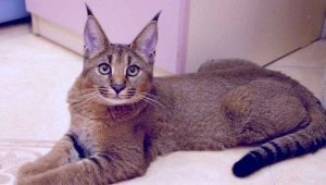 Lynx-szerű macskák: jellemzők és népszerű fajták