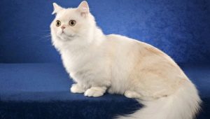 Gatos da raça Napoleão: descrição e características do cuidado