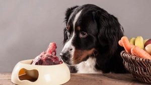 عظام الكلاب: ما الذي يمكن ولا يجب إطعامه؟