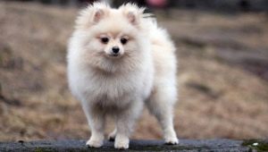 Kreminis špicas: spalvos ypatybės, šuniuko laikymo sąlygos