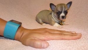 Mikro-Chihuahua: Wie sehen Hunde aus und wie halten sie sie?