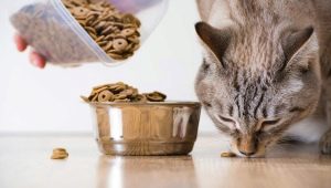 هل يمكن إعطاء القطط طعام الكلاب؟