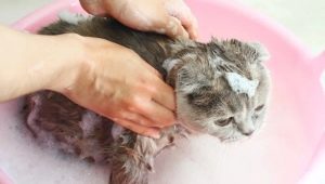 هل يمكن غسل القط بشامبو عادي وماذا سيحدث؟
