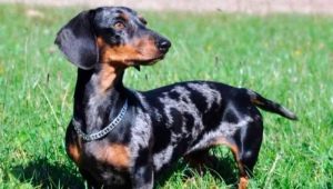 Mermer dachshund: renk özellikleri, karakter ve içerik