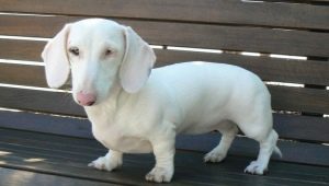 Descrição dos dachshunds brancos, sua natureza e regras de tratamento