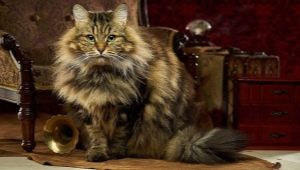 Penerangan, jenis warna dan ciri-ciri kucing Siberia