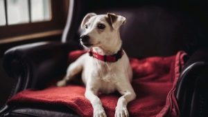 Hondenhalsbanden: wat zijn en hoe te kiezen?