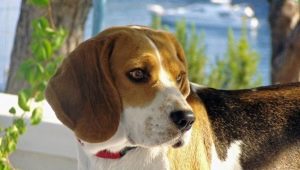 Χαρακτηριστικά του περιεχομένου του beagle στο διαμέρισμα