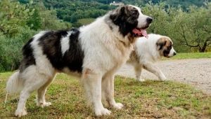 Iberian Mastiff: what is this breed and how to care for it?