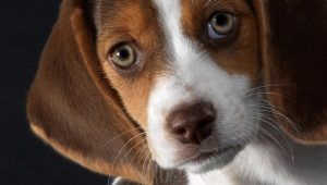 Výhody a nevýhody plemena Beagle