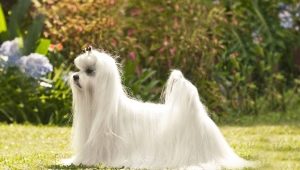 Pros and cons of the breed Maltese lap dog