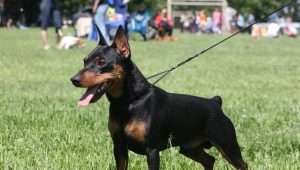 Pros and Cons of Miniature Pinscher Dogs