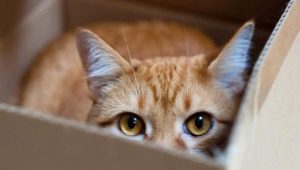 Защо котките обичат кутии и чанти?