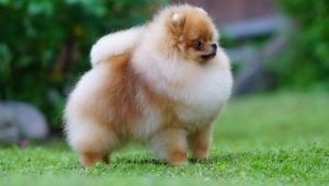 كلب صغير طويل الشعر سبيتز: وصف السلالة والشخصية والألوان والرعاية