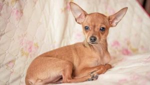 A cross between a chihuahua and a toy terrier: features, a description of the character and content