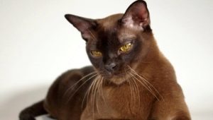 Populære racer af brune katte og katte