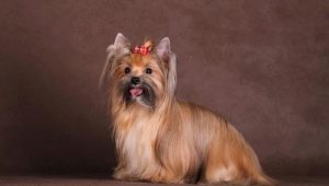 Руски салон куче: описание на породата и функции за грижа