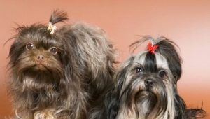 Russiske fargede lapdogs: funksjoner, temperament, valg og omsorg
