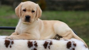 Лабрадорски кученца на 2 месеца: характеристики и съдържание