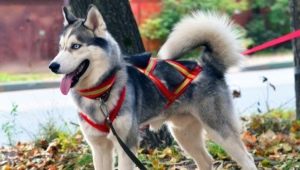 Khai thác và cổ áo cho husky: loại và sự lựa chọn