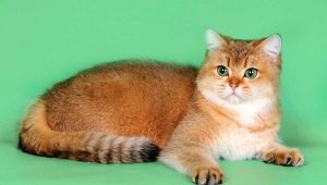 Škótske mačky zlatistej farby: vlastnosti a vlastnosti starostlivosti