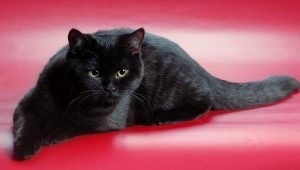 Schotse zwarte katten