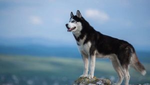 أجش سيبيريا: تاريخ السلالة ، كيف تبدو الكلاب وكيف لرعاية لهم؟