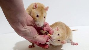 Hvor mange år lever rotter, og hvad afhænger det af?
