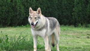 الكلاب الشبيهة بالذئب: وصف السلالة