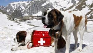 كلاب الإنقاذ: مجموعة متنوعة من السلالات ، وميزات التدريب