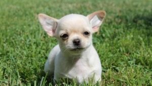 Chihuahua zēnu segvārdu saraksts