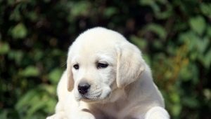 Liste over kallenavn for en Labrador-gutt