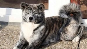 Tiger Akita Inu: features, content and education