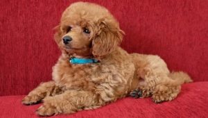 Toy poodles: color variations, keeping and feeding