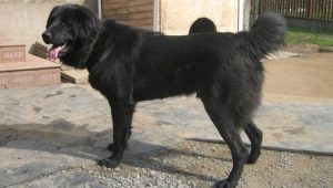 Тувански овчарски кучета: описание на породата и особености на отглеждането на кучета