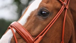 Bockar för en häst: typer och subtilitet efter val