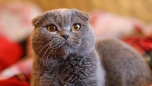 Sarkık kulaklı gri renkli kediler